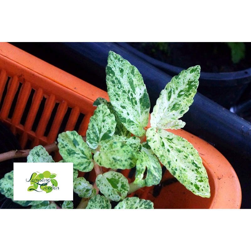 👑ต้นปีกนางฟ้าด่าง ไม่มีหลุดเขียว ไม้หายาก ไม้เลื้อย 👑 - รูปที่ 4