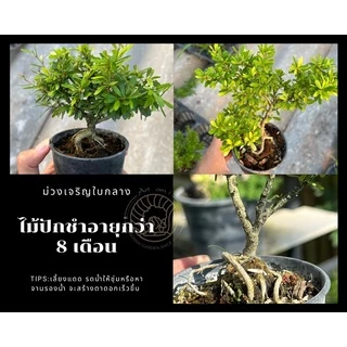 หลินซานใบกลาง/ม่วงเจริญใบกลาง [Linh Sam] 💟บอนไซจิ๋ว กระถาง 3-4”นิ้ว