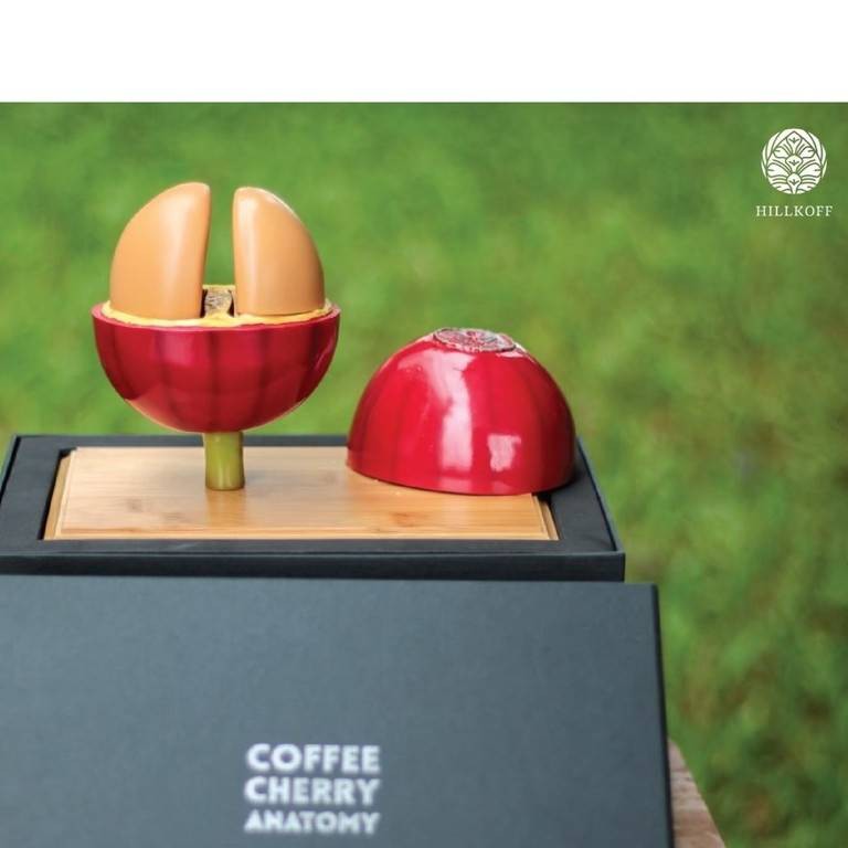 Ratika | โมเดลกายวิภาค ผลเชอรี่กาแฟ CHERRY COFFEE ANATOMY รูปที่ 2