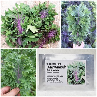 เมล็ดพันธุ์ เคล เรดเออซ่า Red Ursa Kale Seed บรรจุ 100 เมล็ด คุณภาพดี ราคาถูก ของแท้ 100%