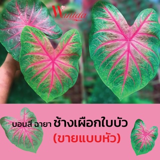 ช้างเผือกใบบัว บอนสี ไม้ประดับ