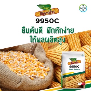 เมล็ดพันธุ์ ข้าวโพด เลี้ยงสัตว์ *ดีคาร์บ 9950C บรรจุ 10 ก.ก ฝักใหญ่ น้ำหนักดี ทนแล้ง ต้นแข็งแรง เม็ด3หุน