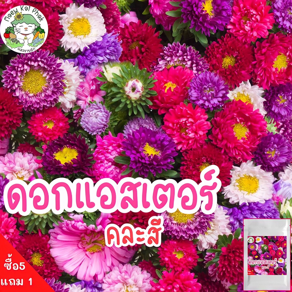 Đặt mua Hạt giống kết hợp hoa dễ dàng Dwarf/cúc trắng/Hoa Cúc/Zinnia ...