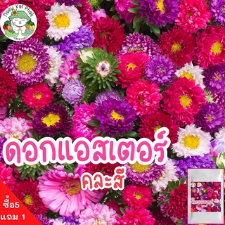 เมล็ดพันธุ์ ดอกแอสเตอร์ คละสี 200เมล็ด Powder Puff Aster Flower Seed เมล็ดพันธุ์แท้ นำเข้าจากต่างประเทศ เมล็ดดอกไม้ สวย