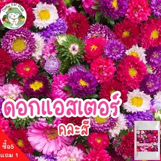 เมล็ดพันธุ์ รวมชุด ดอกไม้ ปลูกง่าย ดอกสวย ทานตะวันแคระ/เดซี่ขาว/คาโมมายล์/บานชื่น/กุหลาบเลื้อย/ฟอร์เก็ตมีน็อต ราคาถูก