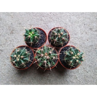 แคคตัส cactus Ferocactus macrodiscus