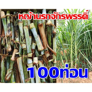 หญ้านรกจักรพรรดิ์ 100 ท่อน