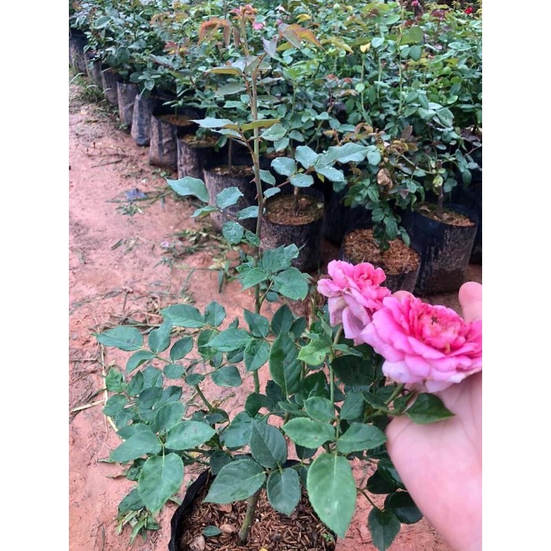 กุหลาบอังกฤษทรงถ้วยRobe - รูปที่ 3