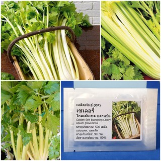 เมล็ดพันธุ์ เซเลอรี่ โกลเด้นเซล บลานชิง (Golden Self Blanching Celery Seed) บรรจุ 500 เมล็ด คุณภาพดี ราคาถูก ของแท้ 100%