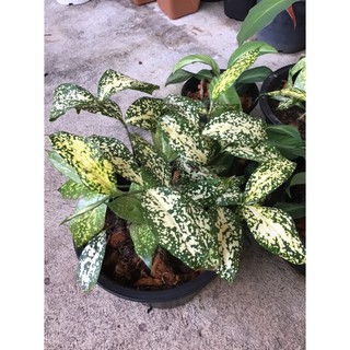 ไผ่ฟิลิปปินส์/Gold-dust Dracaena/Florida Beauty (กระถาง7นิ้ว)