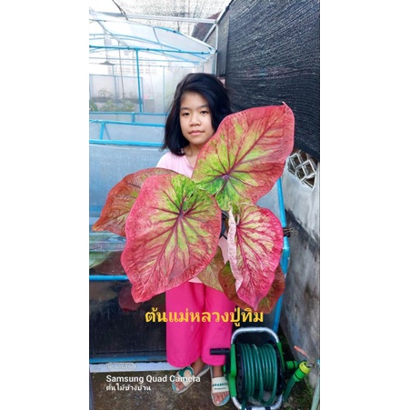 บอนสี หลวงปู่ทิมหน้าชมพู กัดสีแล้ว กระถาง3นิ้ว