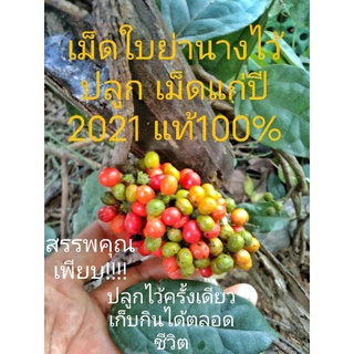 เมล็ดพันธุ์ใบย่านาง10เม็ดแถมอีก10เมล็ด 99 บาทปลูกง่ายโตไวเก็บสดกินได้ทั้งปี