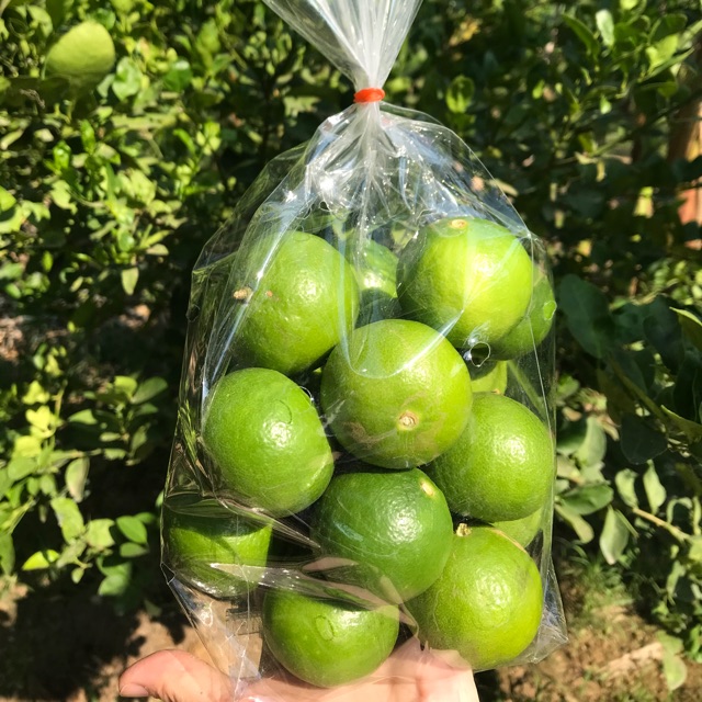 มะนาวแป้น รำไพ 🍋🍋 (พร้อมส่ง ) สดจากสวน อ.ท่ายาง size ใหญ่ 40 ลูก