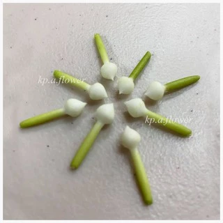 🌼พุดดิน พุดดินปั้นมือ ดอกพุดปลอมร้อยตาข่าย (Clay Gardenia)🌼"มีรูร้อยเข็ม"🔶 ราคาเริ่ม 35 บาท ✅ ส่งไว⚡️งานปั้น Hand-Made