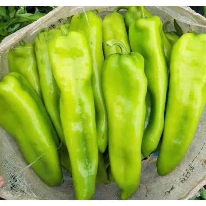 เมล็ดพันธุ์พริกชี้ฟ้าขนาดใหญ่ ผลยาวประมาณ 20 ซม สำหรับปลูก สายพันธุ์นำเข้าจากเซี่ยงไฮ้ประเทศจีน - รูปที่ 6