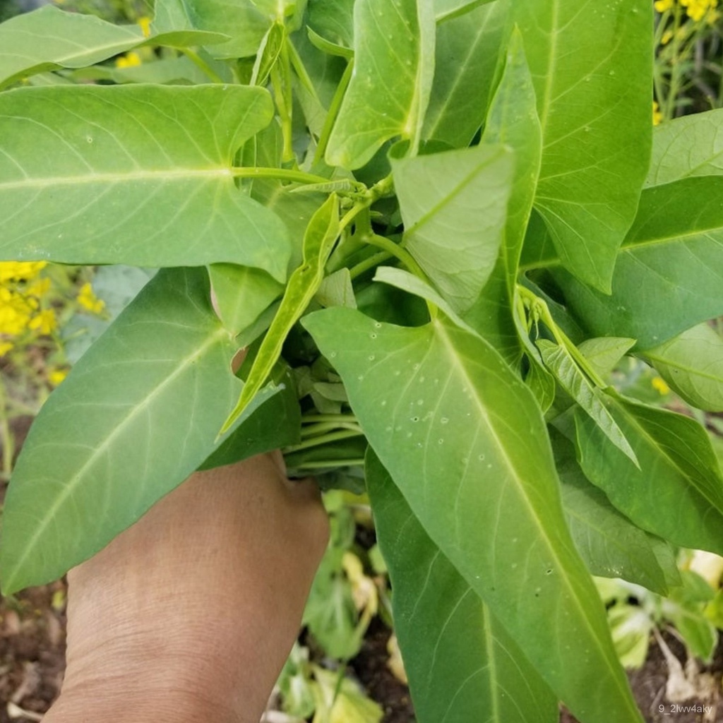 Kang Kong Seeds (ผักบุ้ง) Vegetable Seeds from SGบ้านและสวน/หมวก/พาสต้า/seeds/ผู้ชาย/กางเกง/เด็ก/ผัก