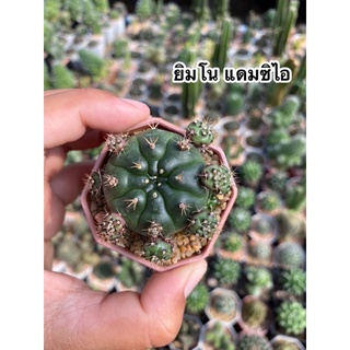 🌵#ยิมโนแดมซิไอ #ยิมโนลูกดก #ยิมโนคาไรเซียม