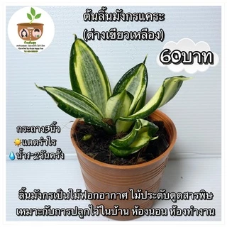 ต้นลิ้นมังกรแคระ กระถาง 4 นิ้ว จัดส่ง 2 ต้นขึ้นไป คละแบบได้