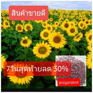 เมล็ดพันธุ์ทานตะวันลูกผสม (400 เมล็ด)แบบโชว์ดอก ดอกใหญ่ ให้ผลผลิต 100%