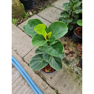 ต้นไทรใบสัก👉 Fiddle Leaf Fig🥰🥰