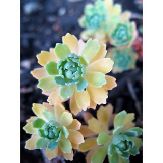 🌱SEDUM PACHYCLADOS 🌱50 เมล็ด89บาท❗️