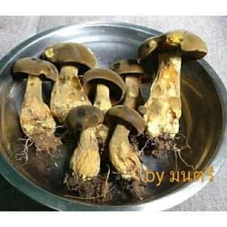 เชื้อเห็ดตับเต่า(เส้นใยบริสุทธิ์)