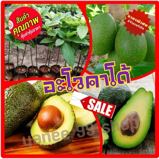 ต้นพันธุ์แท้เสียบยอด อะโวคาโด้ ต้นอะโวคาโด้ พันธุ์ปีเตอร์แฮส  Peterhass Avocado (1 ต้น/แพ็ค)