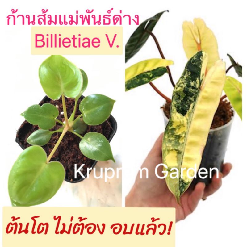 [ส่งฟรี] ก้านส้มแม่พันธ์ด่าง philodendron billietiae variegated  ก้านส้มด่าง ต้นโต ไม่ต้องอบแล้ว พร้