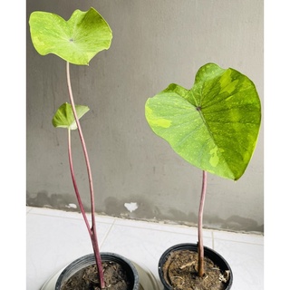 Colocasia lemon lime gecko ไซต์ต้นแม่