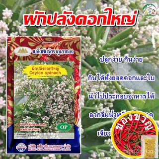 เมล็ดอวบอ้วน100%，ไทยในสต็อกพร้อมส่งเมล็ดผักปลังดอกใหญ่ Ceylon spinach เมล็ดผักปลัง เมล็ดพันธุ์ผัก เมล็ดผักสวนครัว ตราภูเ