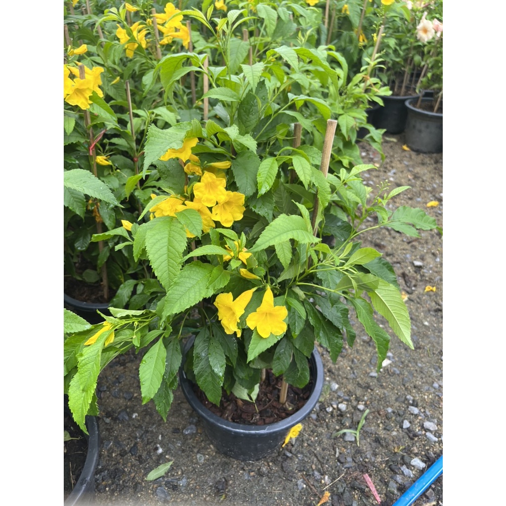 มุมมอง 3