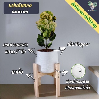 💛 ต้นโกสน"แผ่นดินทอง" Croton พร้อมกระถางเบลล่า7"นิ้ว+เม็ดPopper+ขาตั้ง