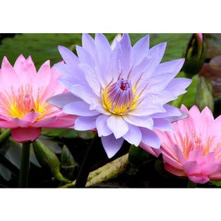 10 เมล็ด เมล็ดบัว คละสี นำเข้า บัวนอก สายพันธุ์เมล็ดบัว Waterlily Nymphaea Seeds