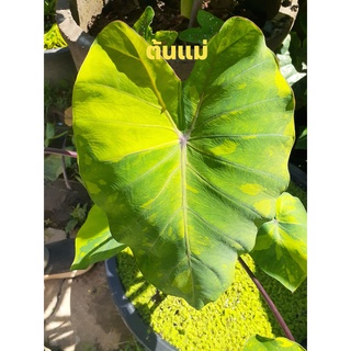 HK Garden (ชำมีรากเเล้ว) บอน เลมอนไลม์ Colocasia Lemon Lime Gecko / Reverse บอนเลม่อน บอนด่าง ไม้ด่าง ไม้กระเเส