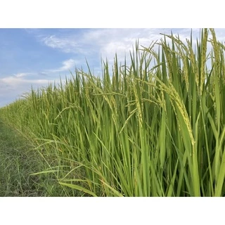 เร่งเต่ง🌾 : ปุ๋ยเคมีธาตุอาหารรองเสริม(เมล็ดเต็ม/ได้น้ำหนัก/ข้าวออกรวงเสมอ/ขั้วเหนียว/รวงยาว)