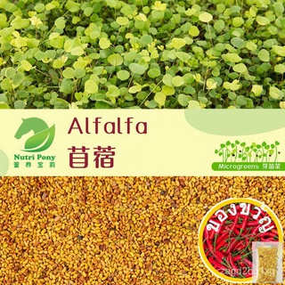 50 grams Alfalfa Sprouts Microgreens Seeds Non-GMO เมล็ดถั่วงอกอัลฟัลฟ่า Biji Benih Alfafa Sayur Vegetables Nutri Ponyมะ