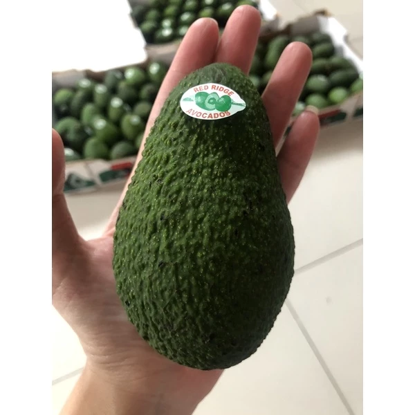 Avocado Hass 🥑 อะโวคาโด พันธุ์แฮส นำเข้า จากออสเตรเลีย เบอร์28(ราคา 5 ลูก)