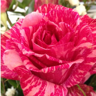 เมล็ดพันธุ์ กุหลาบ สตาร์แอนด์สไตร้พส์ Stripes Rose Seeds สี แดง-ชมพู ดอกใหญ่ นำเข้าจากต่างประเทศ 30 เมล็ด