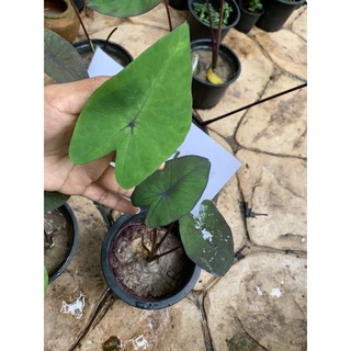 บอนแบลคเมจิก Colocasia black magic ต้นสูง 45-60 ซม ส่งแบบตุ้มนะคพ #colocasiablackmagic