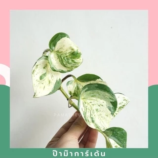 ต้นพลูด่าง (ตัดยอด จำนวน 1 กิ่ง ) สามารถนำไปเลี้ยงในน้ำได้ ต้นไม้ฟอกอากาศ