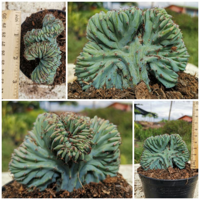 ตอบลูคริสตาต้า ส่งพร้อมกระถาง กระบองเพชร​ cactus แคคตัส ตอ ไม้อาบน้ำ ตอบลูคริส คริสตาต้า ไม้แปลก ไม้