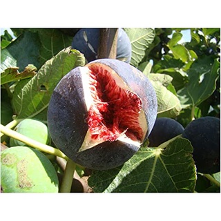 10 เมล็ด เมล็ดมะเดื่อฝรั่ง Figs สายพันธุ์ Sultane มะเดื่อฝรั่ง หรือ ลูกฟิก