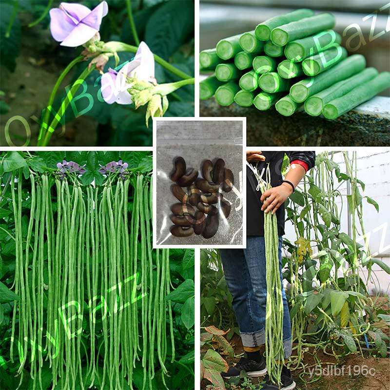 เมล็ดพันธุ์คุณภาพสูงในสต็อกในประเทศไทยเมล็ดอวบอ้วนถั่ว3ฟุต 15เมล็ด ถั่วฝักยาว3ฟุต Yard Long Bean