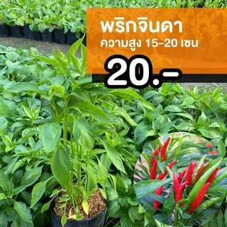 ต้นพริกจินดา (จำนวน 1 ต้น) 20บาททุกต้น ผักสวนครัว รั้วกินได้ ผักปลอดสาร