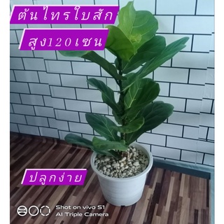 ต้นไทรใบสัก[ต้นสวย]ส่งพร้อมกระถาง🌿