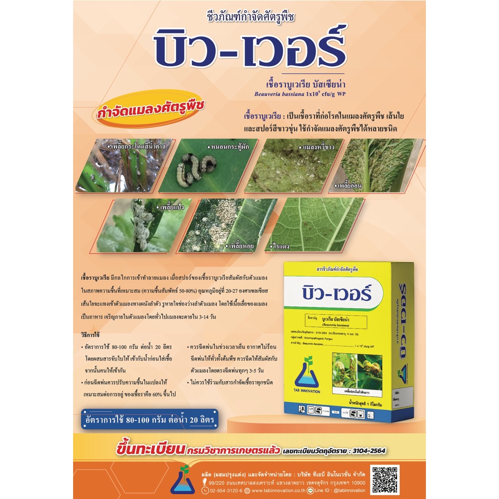 บิว-เวอร์ บูเวเรีย บัสเซียน่า จาก ทีเอบี  บิวเวอร์เรีย ชีวภัณฑ์กำจัดแมลง เพลี้ยอ่อน แมลงหวี่ เพลี้ยหอย เพลี้ยแป้ง กระโดด - รูปที่ 3