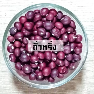 50 เมล็ด เมล็ดพันธุ์ถั่วหรั่ง เมล็ดถั่วหรั่ง ถั่วหรั่ง Bambara groundnut