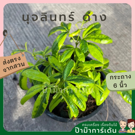 มุมมอง 3