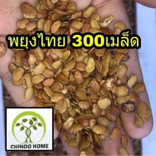 300 เมล็ด พยุงไทย เมล็ดพันธุ์ ต้นพยุงไทย พยุง