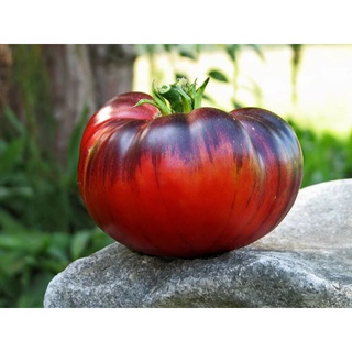 เมล็ดพันธุ์มะเขือเทศ พิงค์ ไซบีเรียน ไทเกอร์ Pink Siberian Tiger Tomato Seed เมล็ดพันธุ์แท้ นำเข้าจากต่างประเทศ